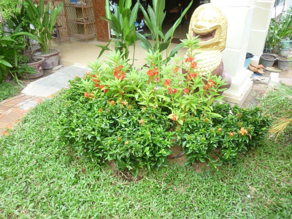 Angkor Reas Guesthouse เสียมราฐ ภายนอก รูปภาพ