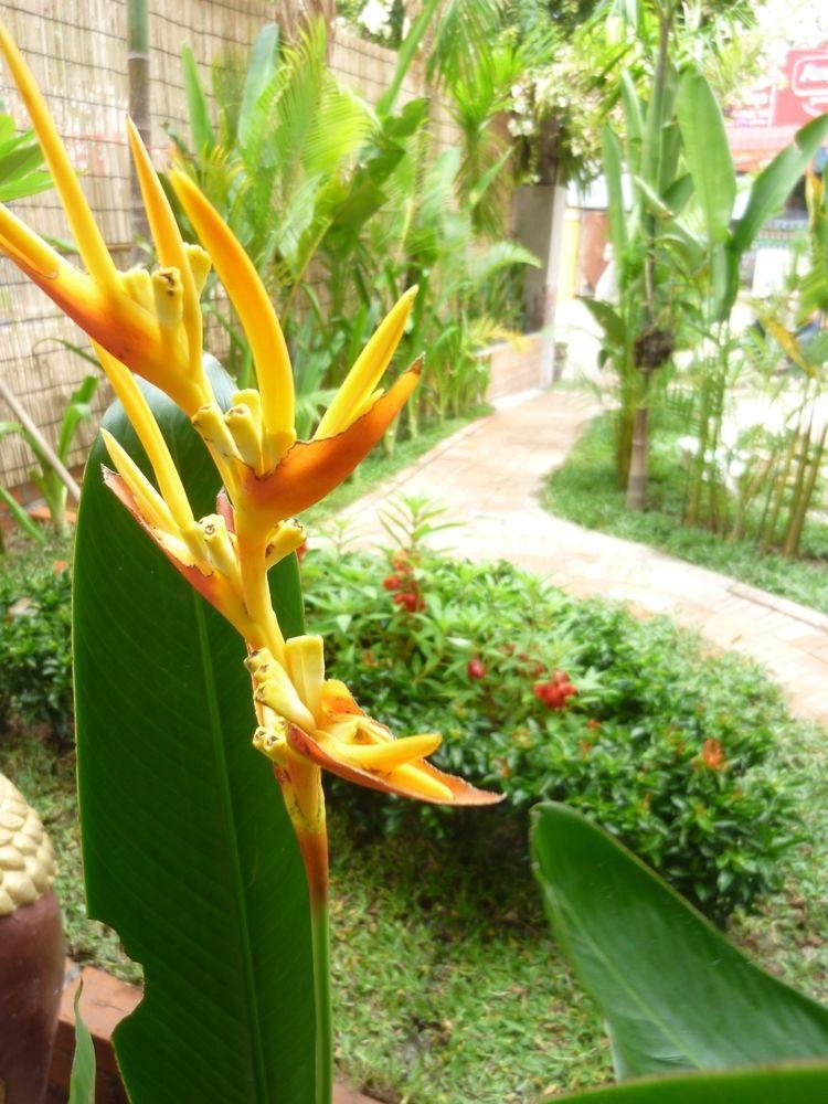 Angkor Reas Guesthouse เสียมราฐ ภายนอก รูปภาพ